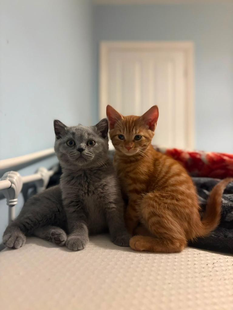 beautiful British short haired kitten and ginger kitten