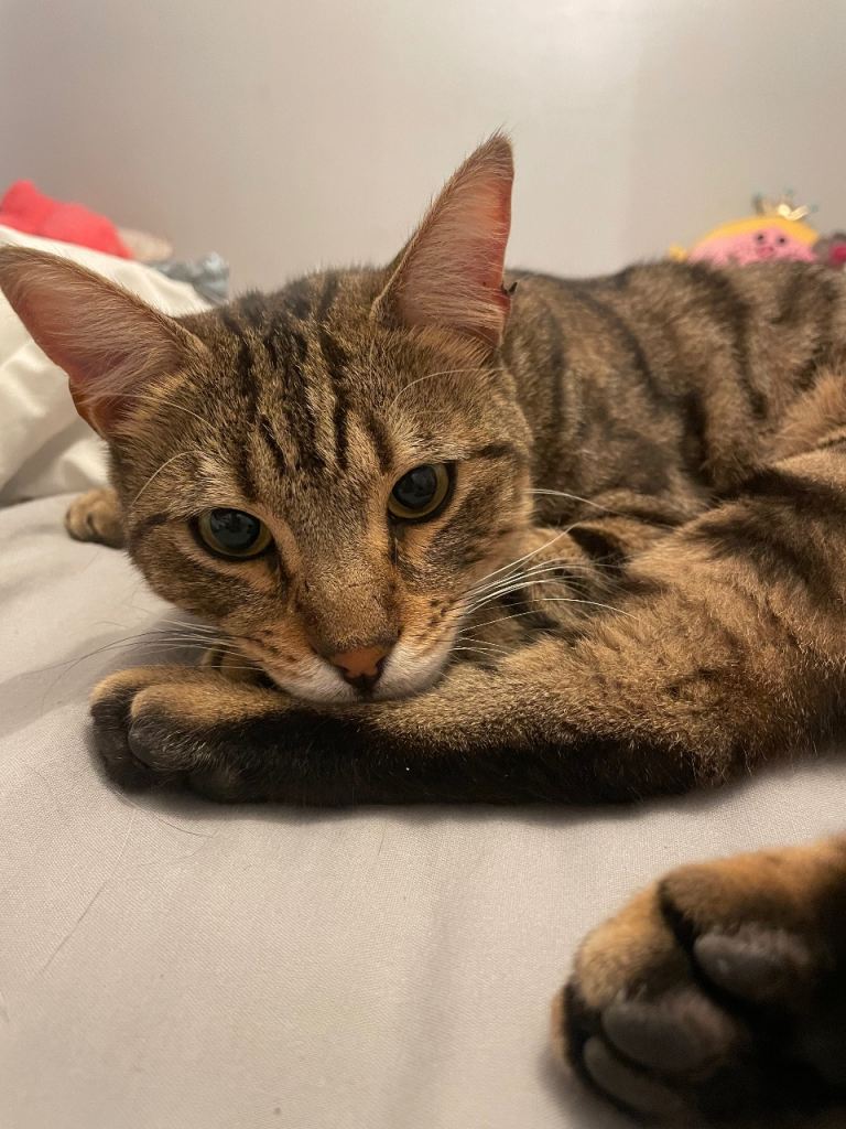 Beautiful Half Bengal, Half tabby Cat