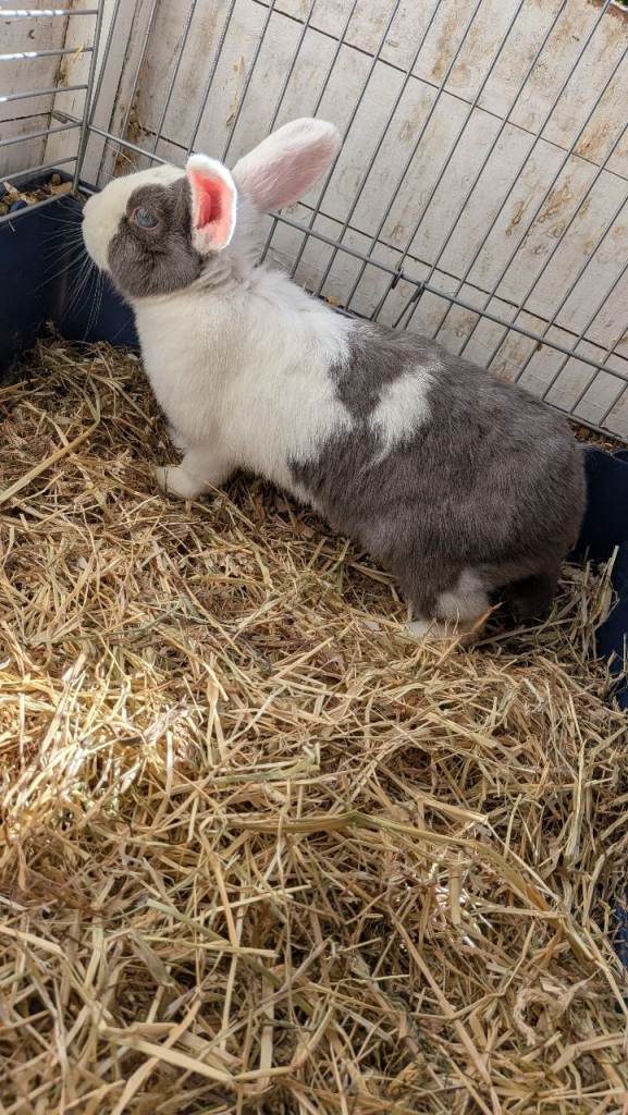 Female rabbit 
