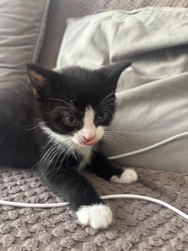 Black and White Male Kitten
