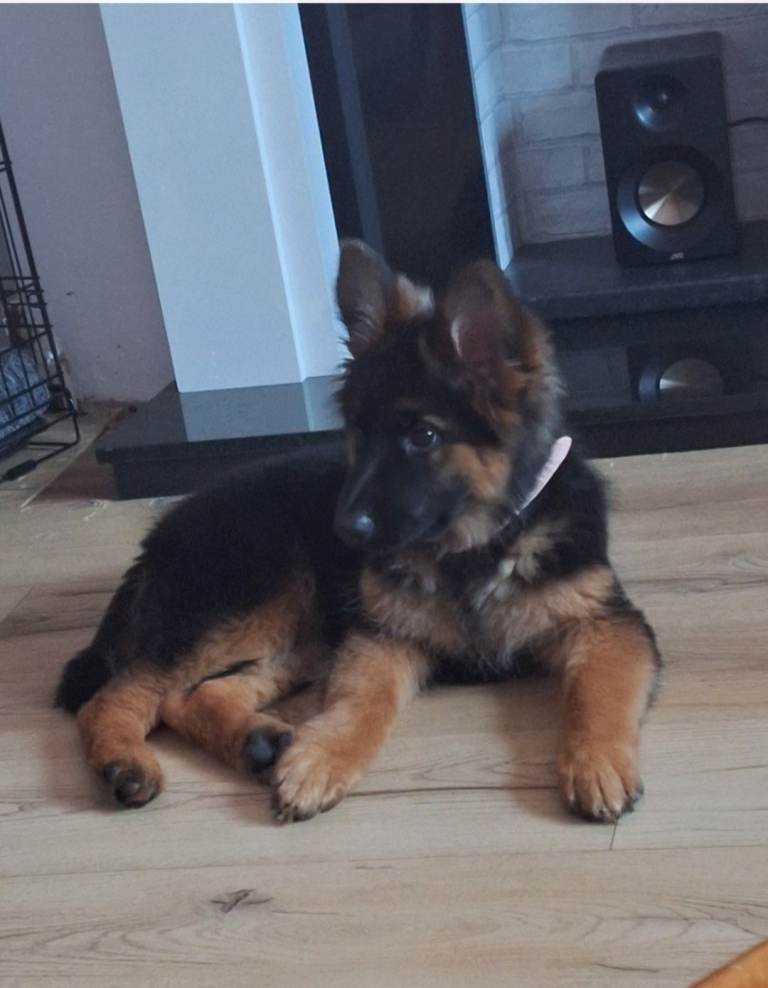 German shepherd puppy 