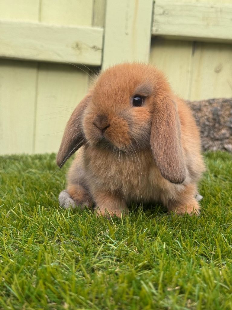 Mini lops