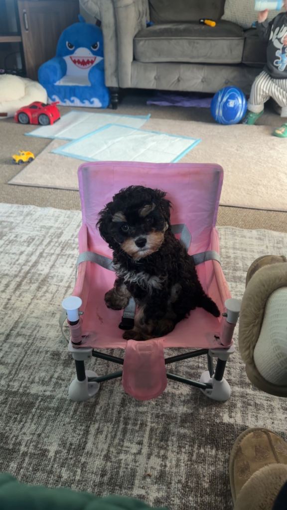 Cavapoo puppy