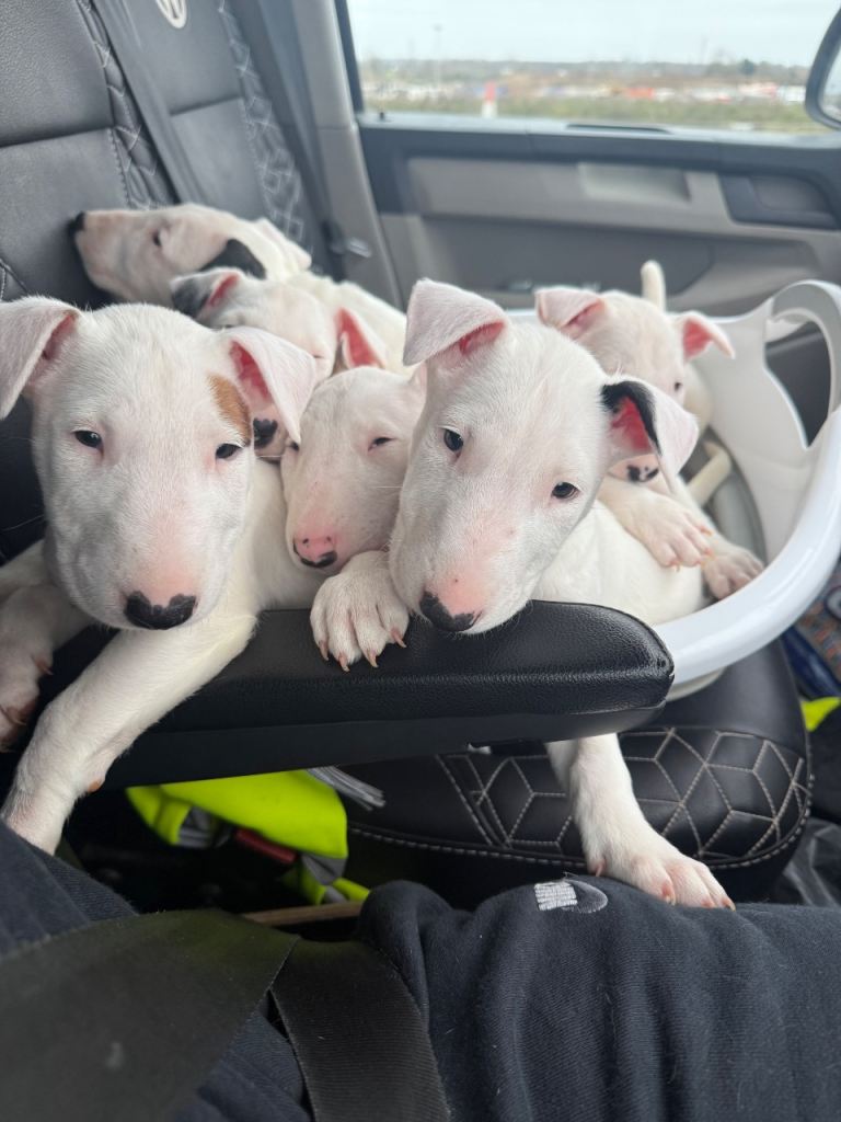 KC Champion blood line English bull terrier puppies 