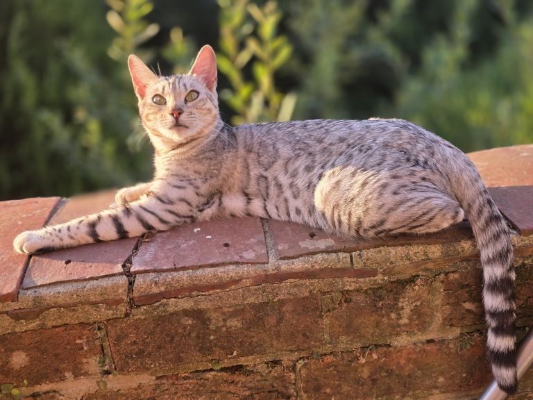 Kitten (BENGAL-MIXED-)