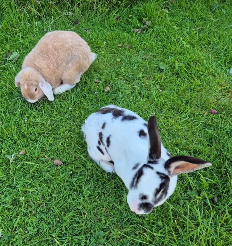 Bonded pair