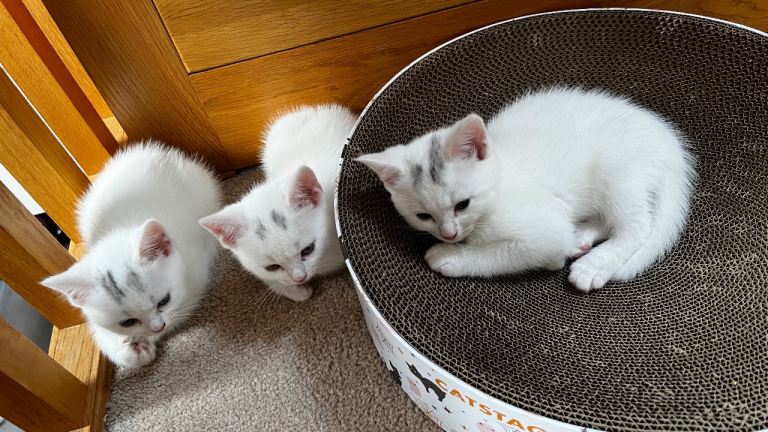 Turkish angora litter trained and eating dry and wet food