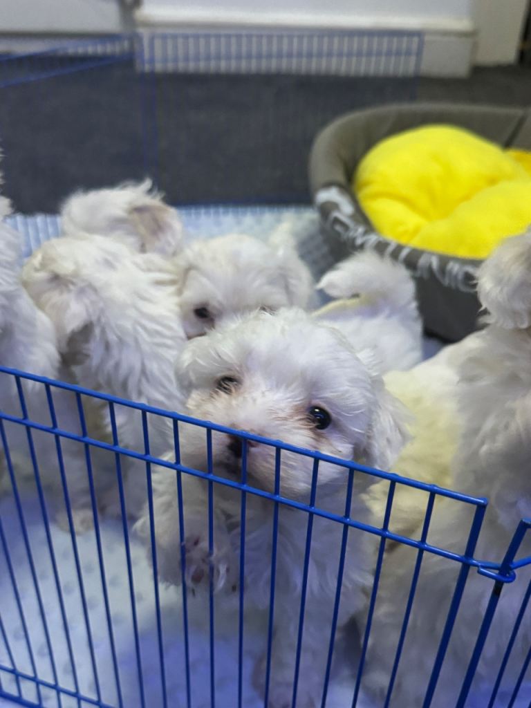 Beautiful Maltese Puppies – 4 Girls & 2 Boys – Ready April