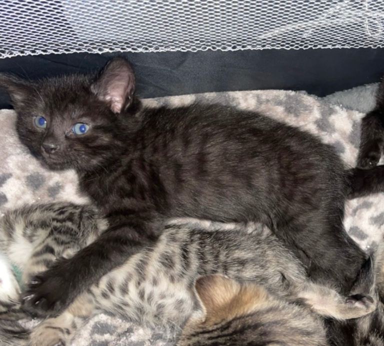 Ready to leave 1 Beautiful Kitten left! 