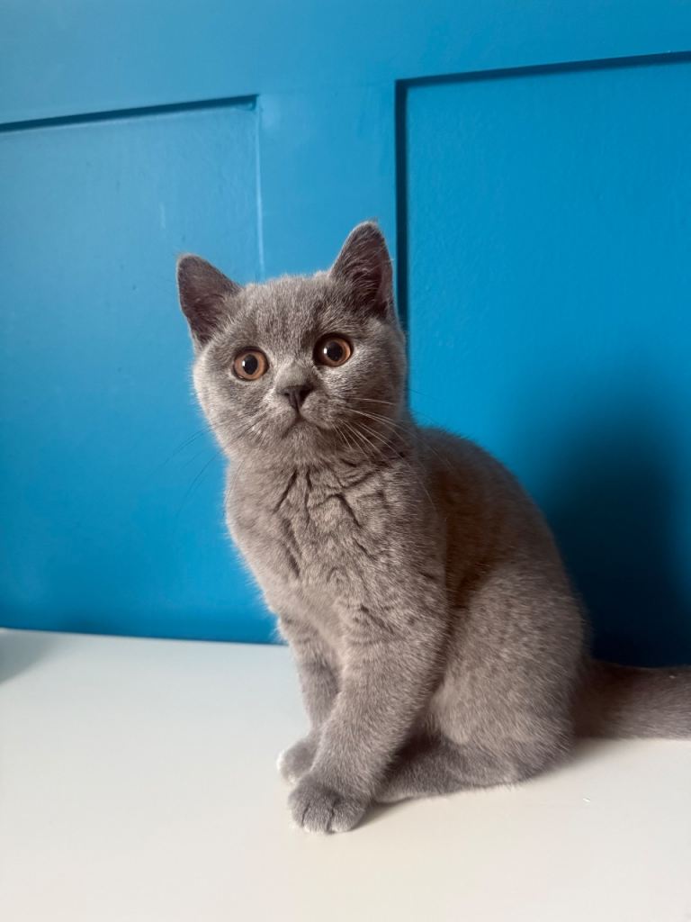 Our last British short hair kitten 