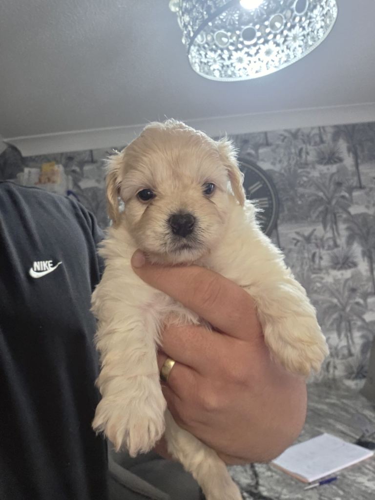 Shihpoo  puppies 