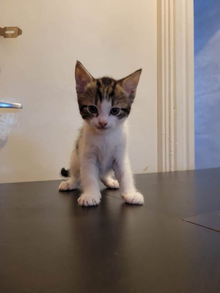 11 weeks kittens for sale 