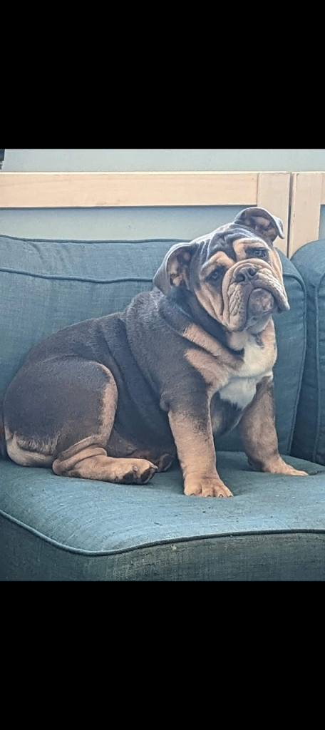 English bulldog 
