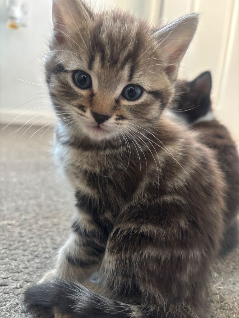 Beautiful kittens 