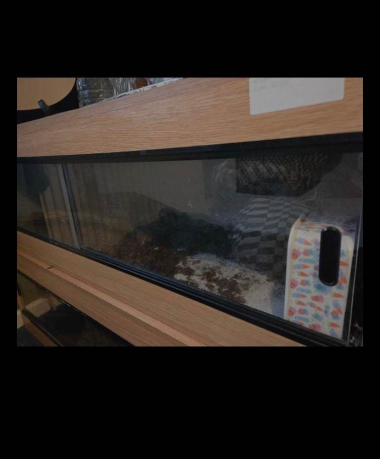 4 foot viv in good condition