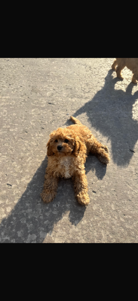 Cavapoos