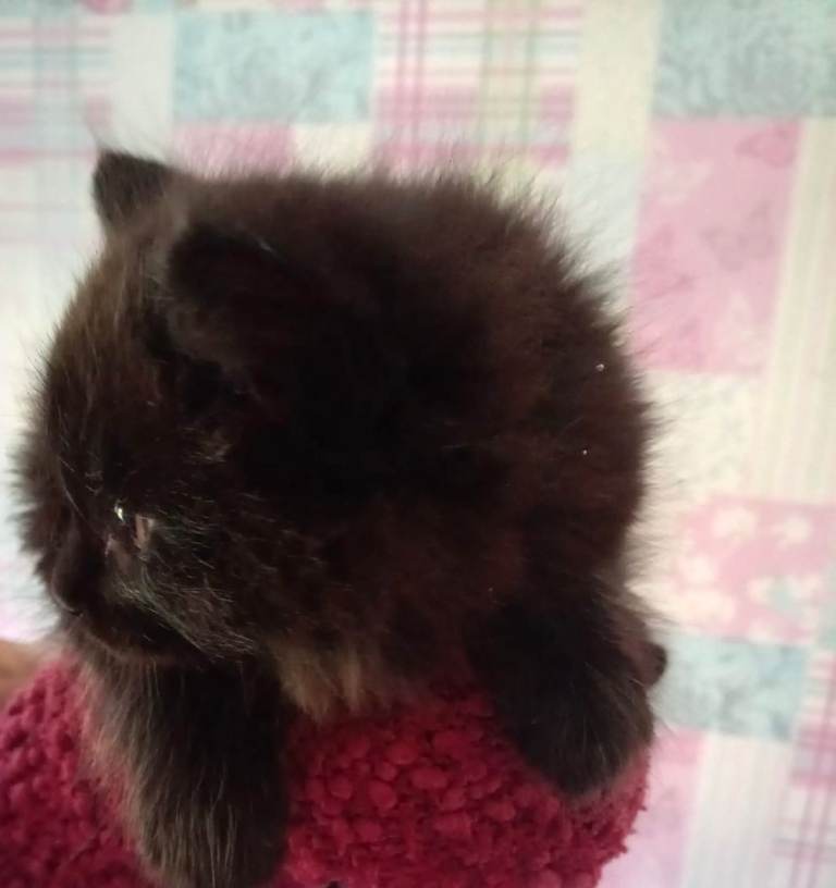 9 weeks old 