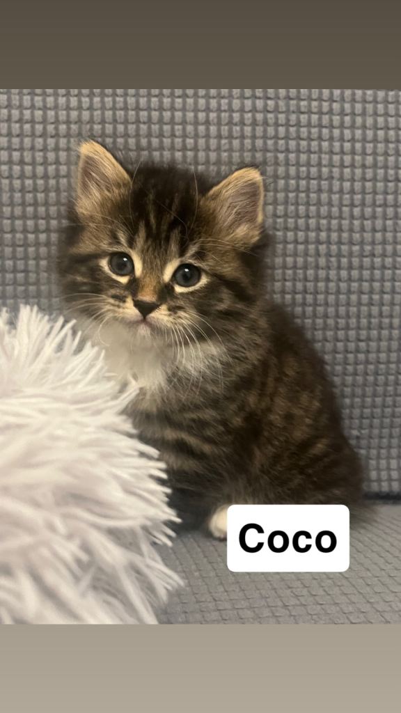 Beautiful kittens for sale