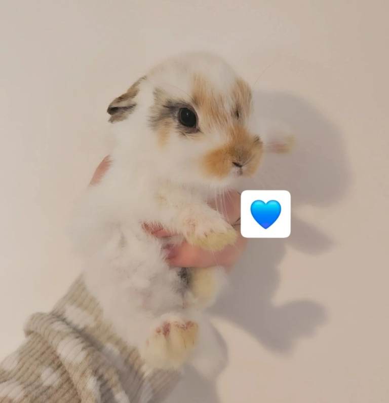 Baby Rabbits. (READY TO LEAVE)