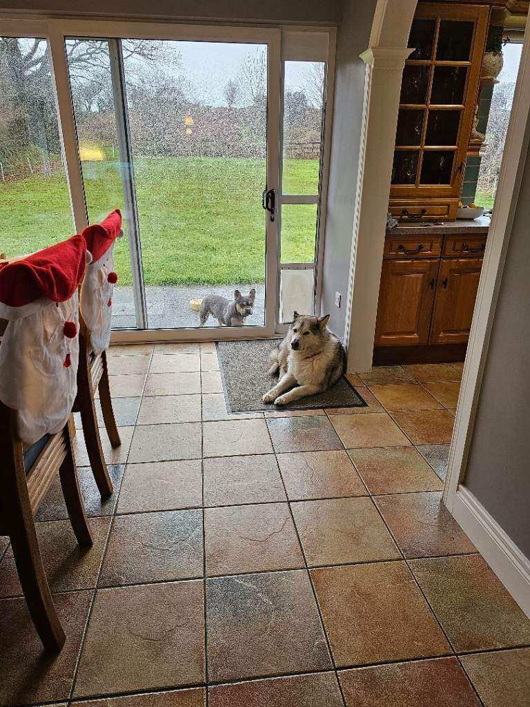 Doggy door 
