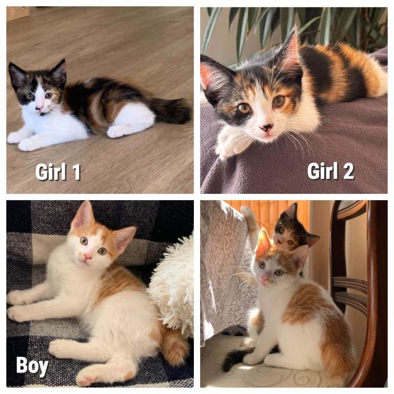 Kuril bobtail [GIRL 1] with short tail mix