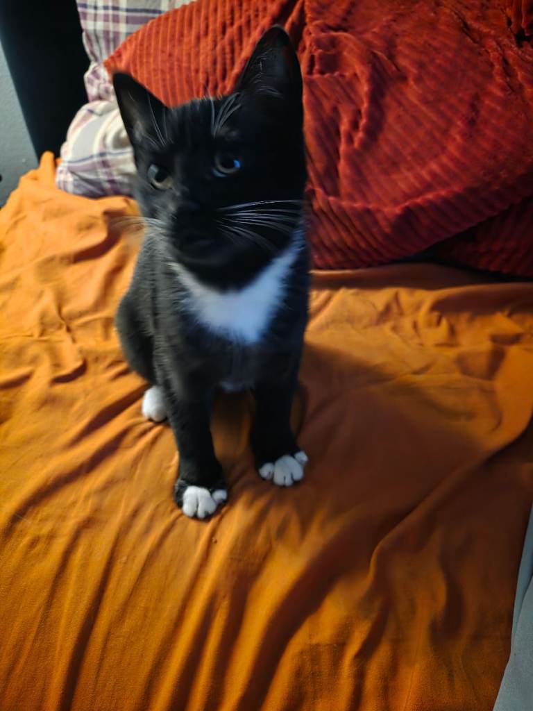Kitten 