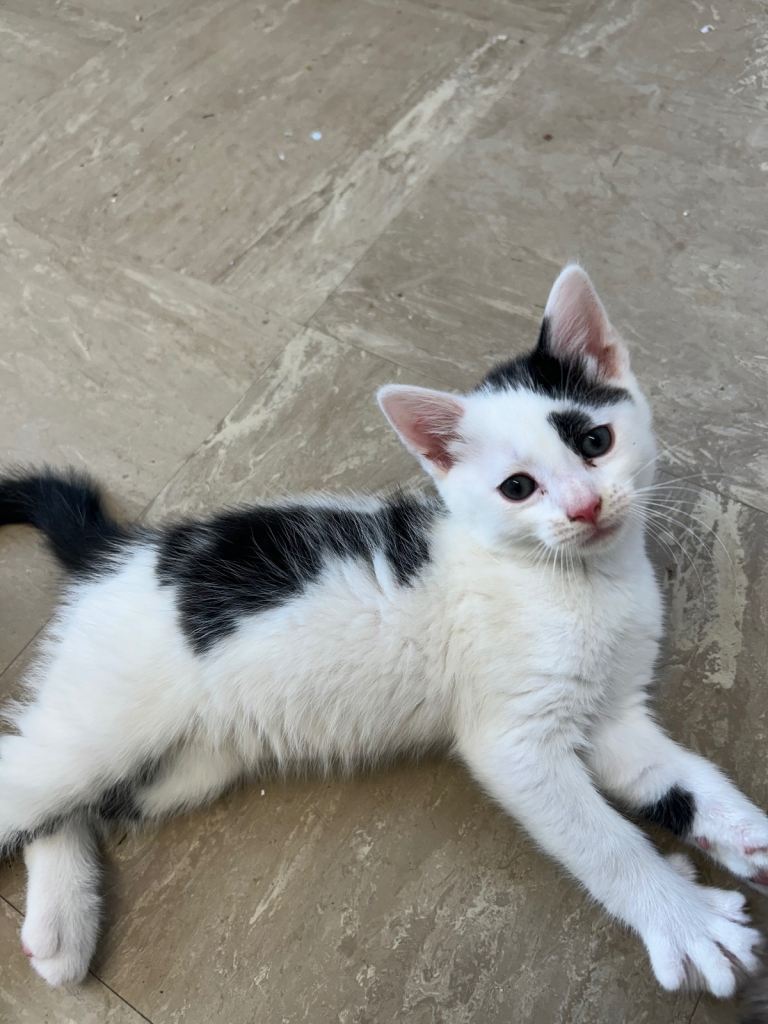 Kittens 