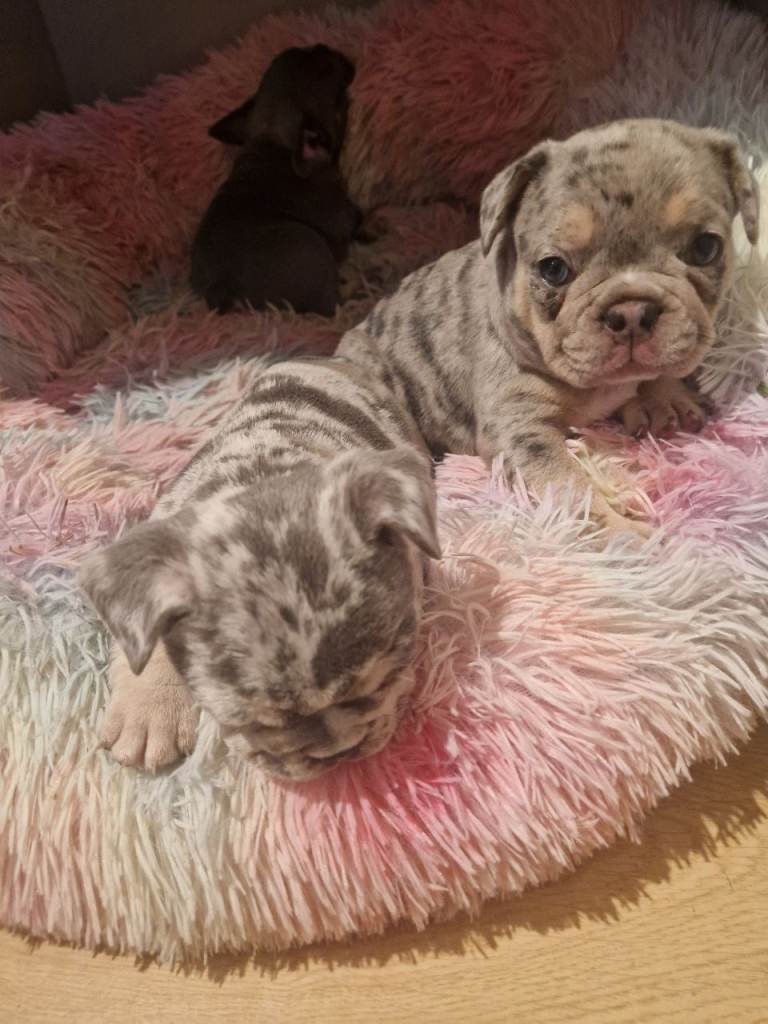 French bulldog puppies 