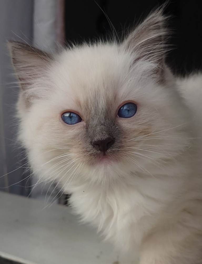 Ragdolls For Sale 