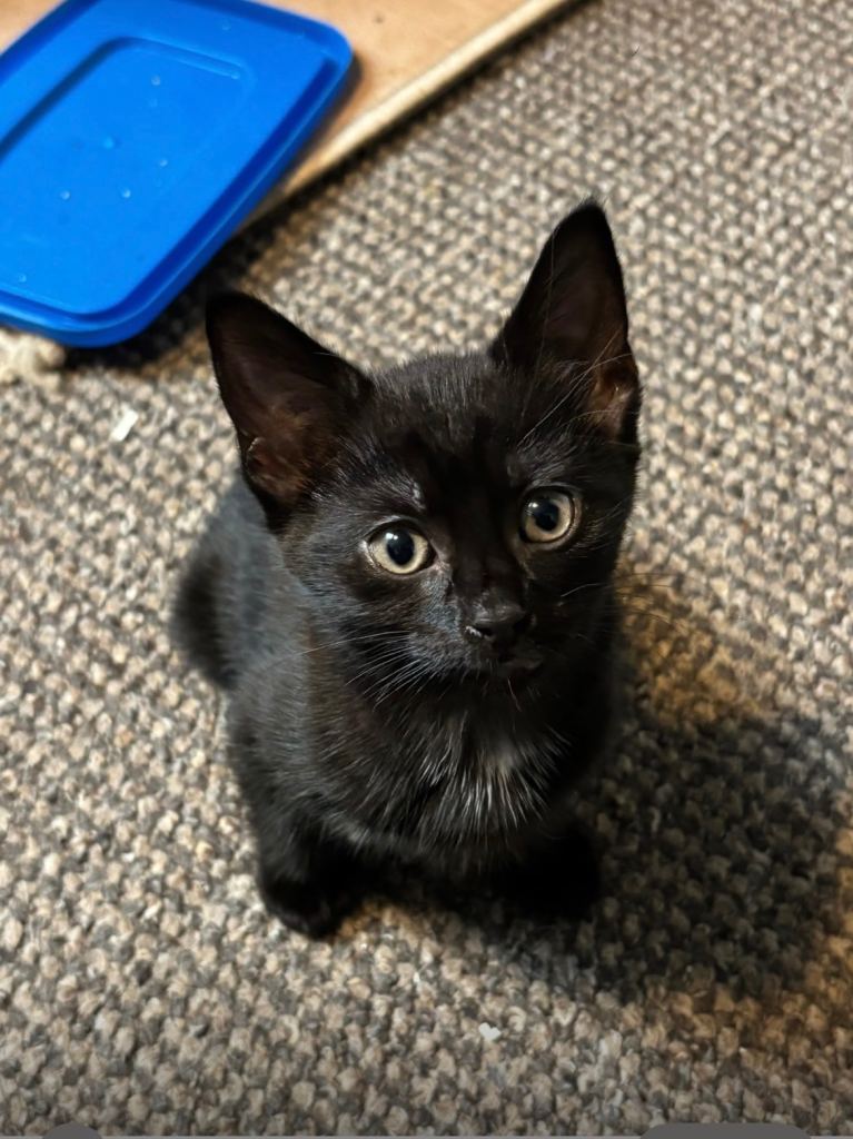 Kittens for sale 