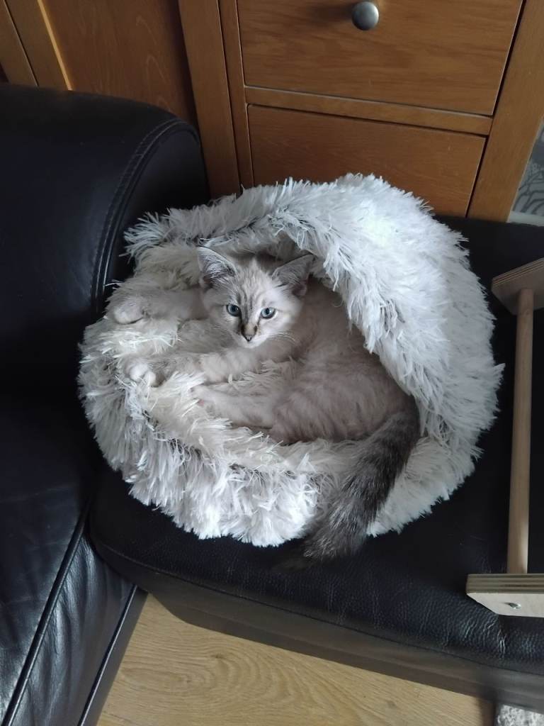 Kitten 