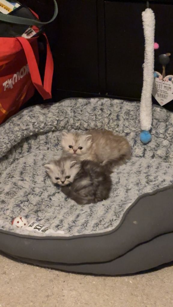 Persian kittens for sale