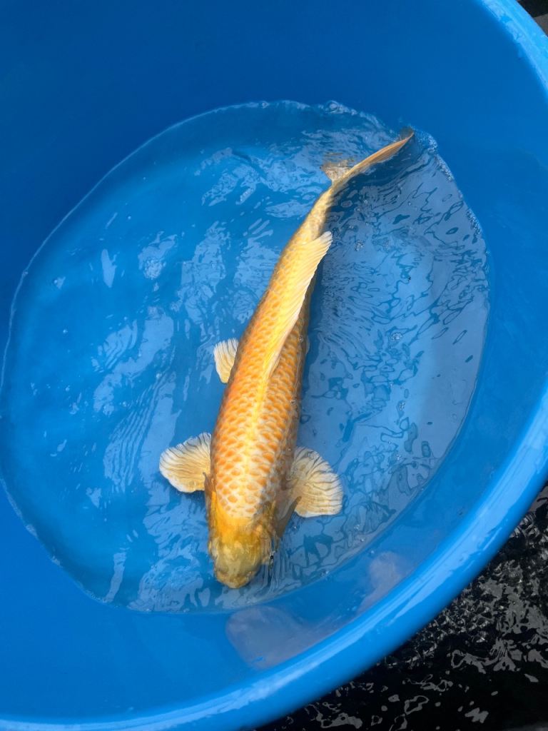 Japanese koi - yamabuki Ogon 50cm