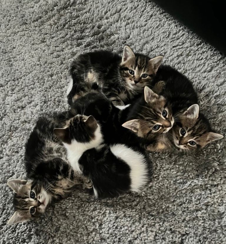 Kittens for sale
