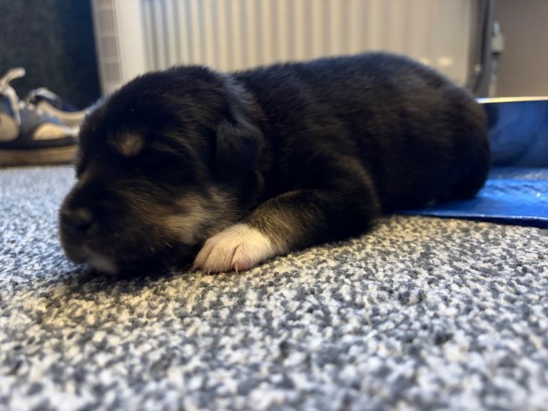 7 borador pups. 1 male 1 female left. 