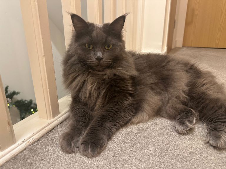 X Maine Coon 