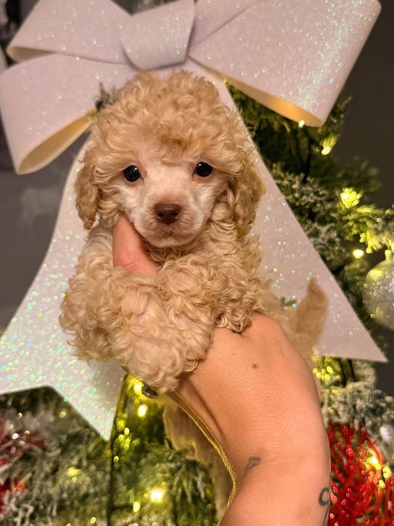 One girl miniature poodle 