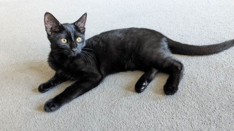 Kitten in need of loving home 