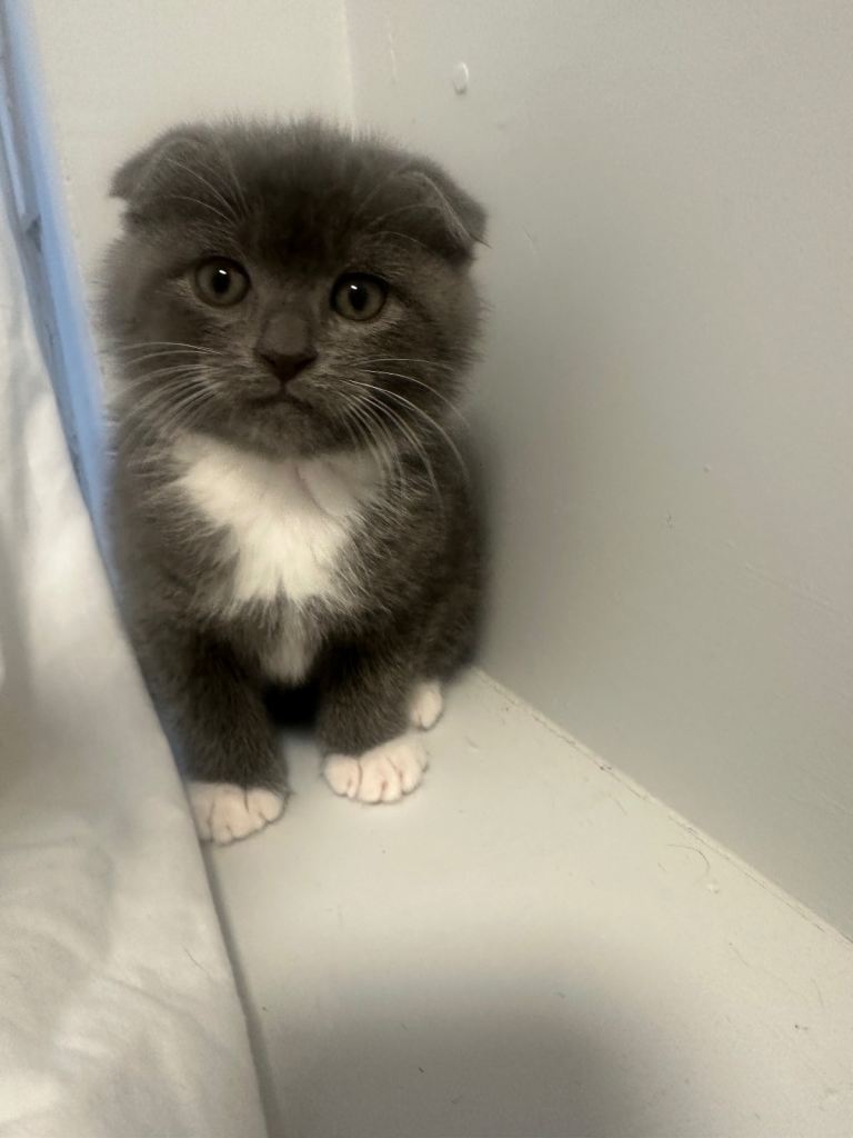 3 cute kitten ready for there forever home this weekend. 