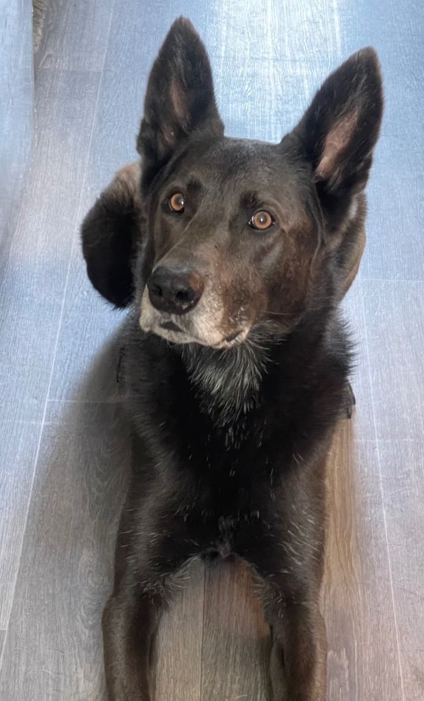 Blue Belgian Malinois for sale