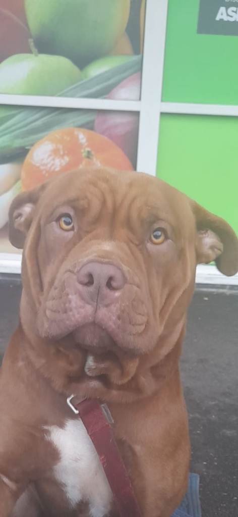 Female dog mixed breed needs a loving forever home