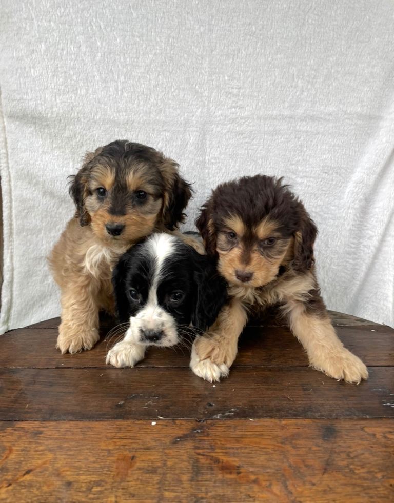 Beautiful cockapoos 