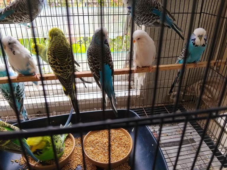 Adult Aviary Budgies