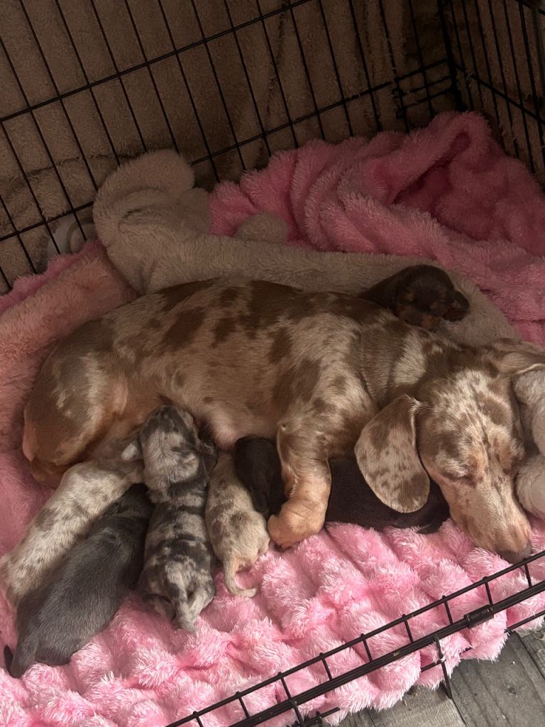 💙💙🩷🩷 KC REGISTERED Miniature dachshund Dapple Blue Tan 💙💙💜💜