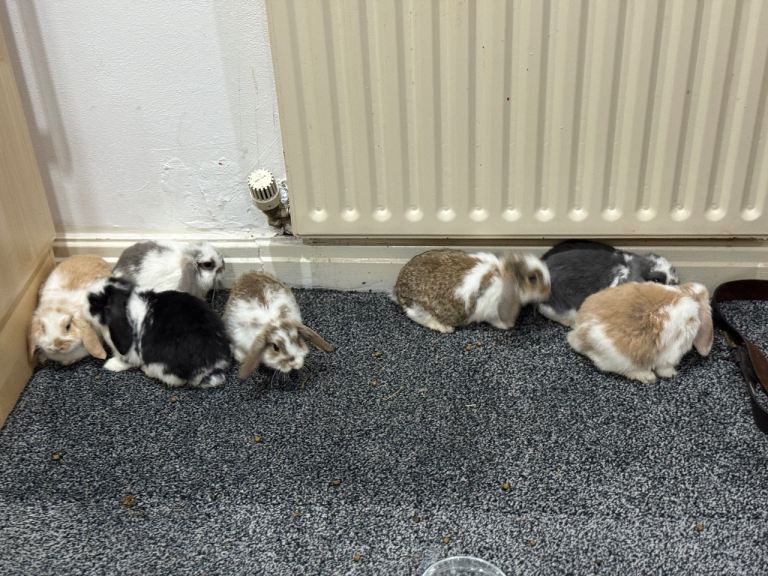 MINI LION LOP RABBITS