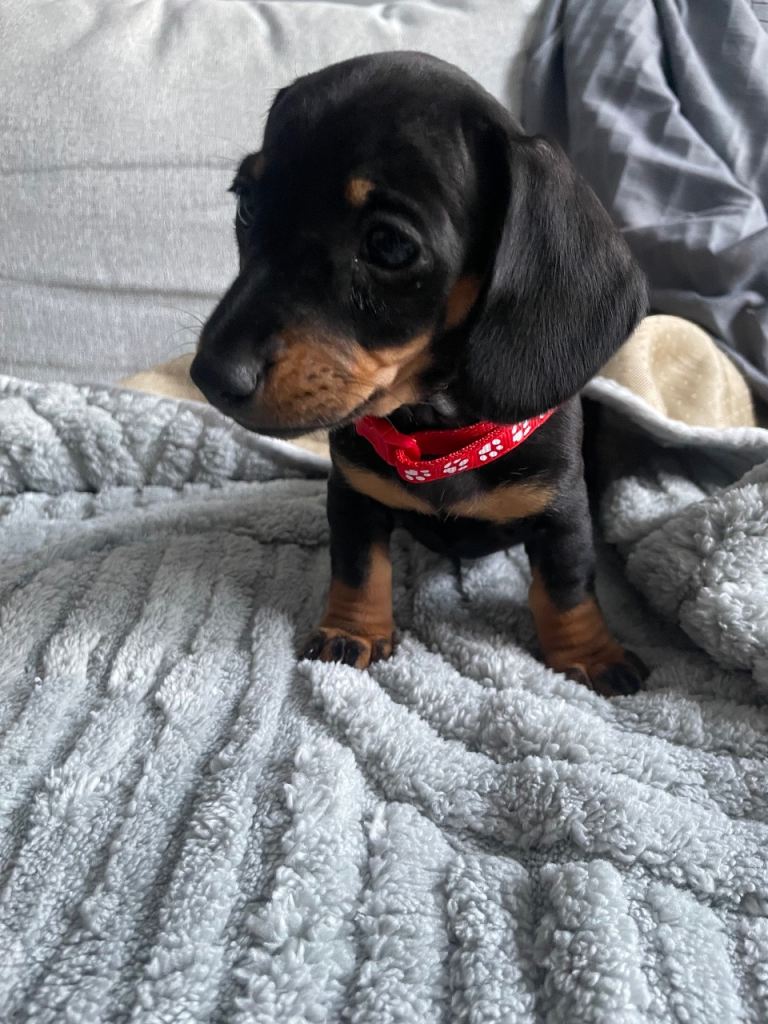 Dachshund puppies 
