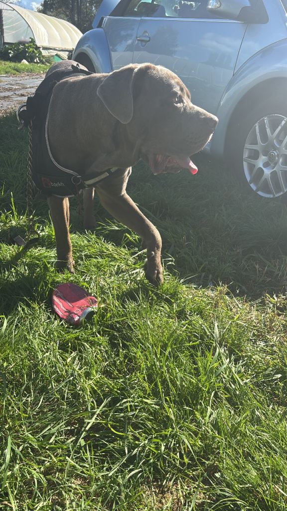 Cane corso 
