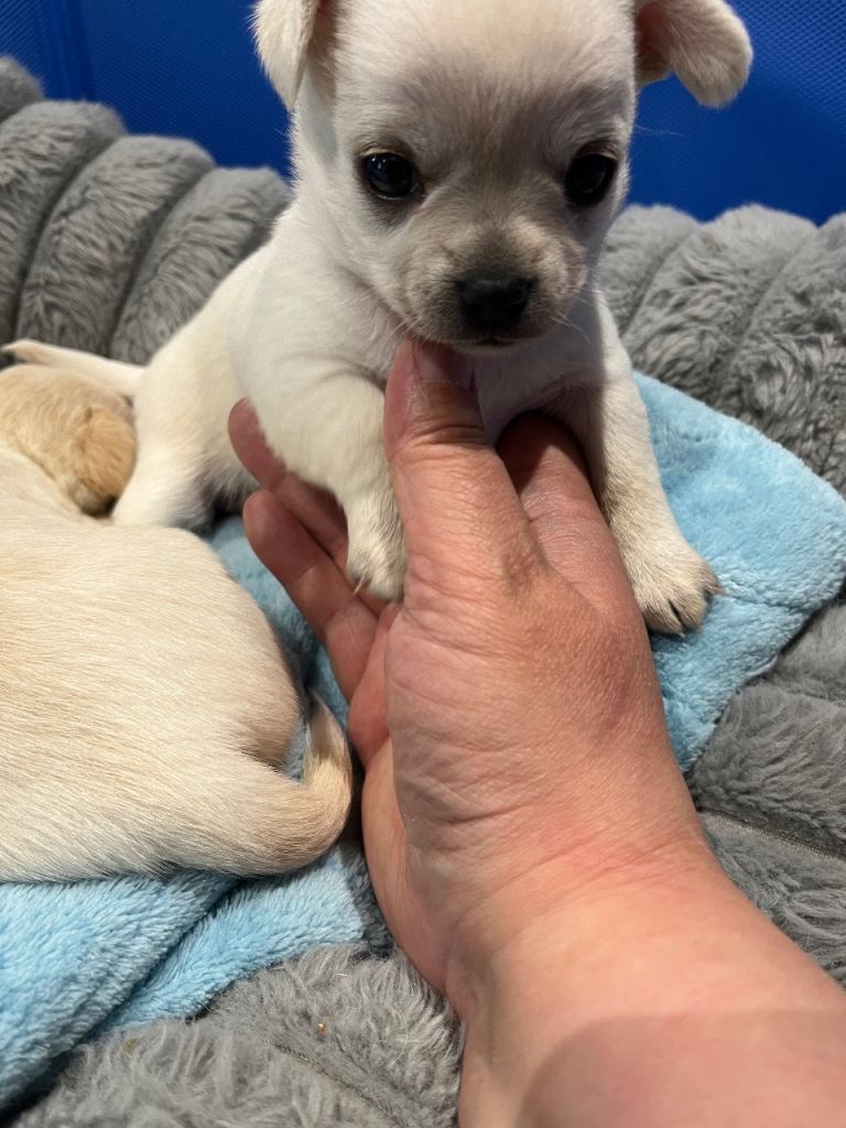 Chihuahua X toy poodle