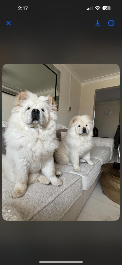 Full pedigree chow chows 
