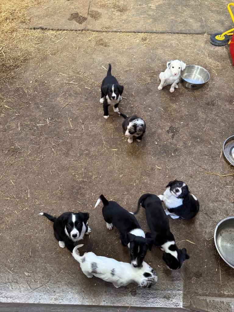 Sprollie pups  * READY NOW * 
